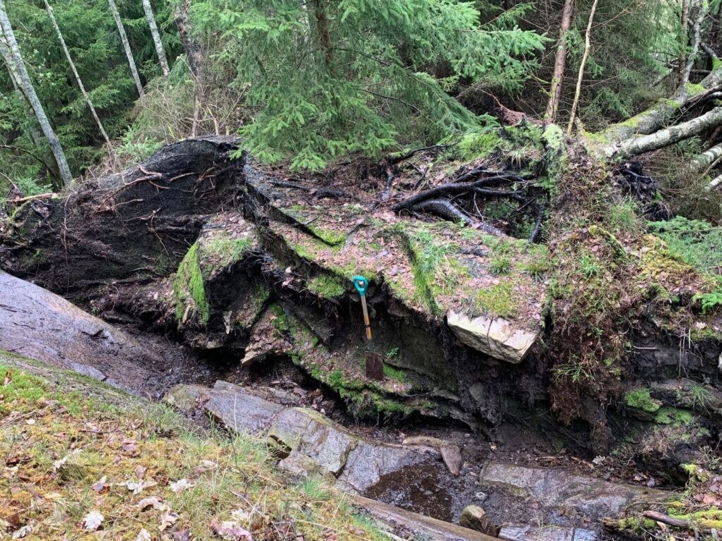 Fotot visar nedblåsta träd som dragit med sig markskiktet och blottlagt berget under.